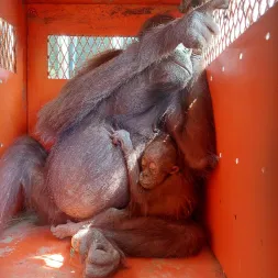 Mother and Baby Orangutan Rescued From Simpang Perdau by WRU BKSDA KALTIM Team