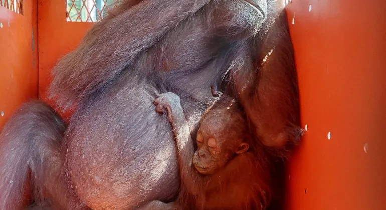 Mother and Baby Orangutan Rescued From Simpang Perdau by WRU BKSDA KALTIM Team