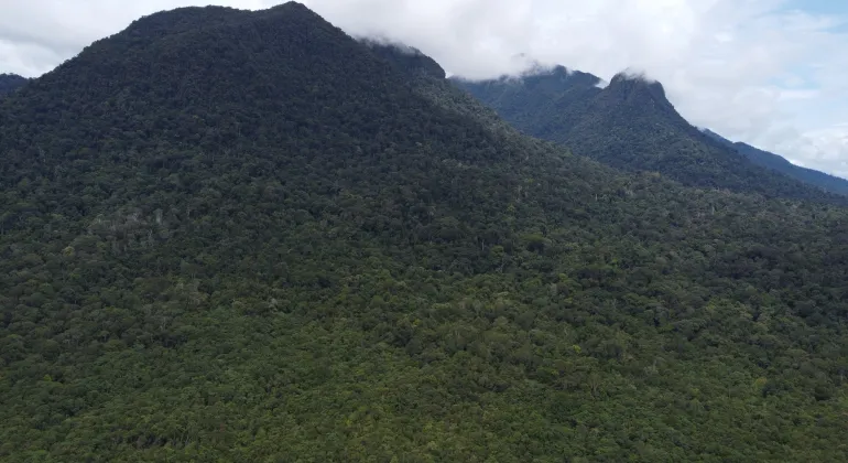 Summary of the Gunung Bawang Protected Forest